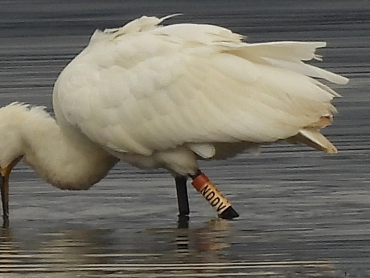 Eurasian Spoonbill - ML645737135