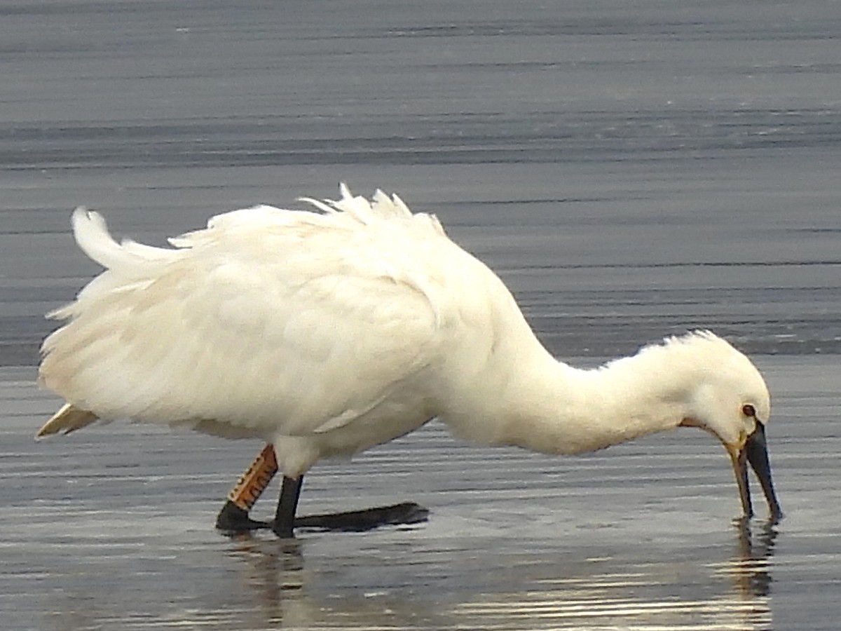 Eurasian Spoonbill - ML645737136