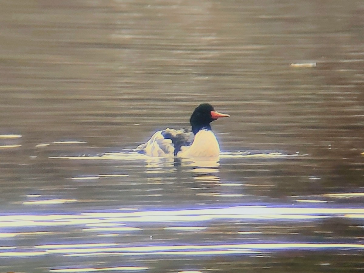 Common Merganser - ML645737137