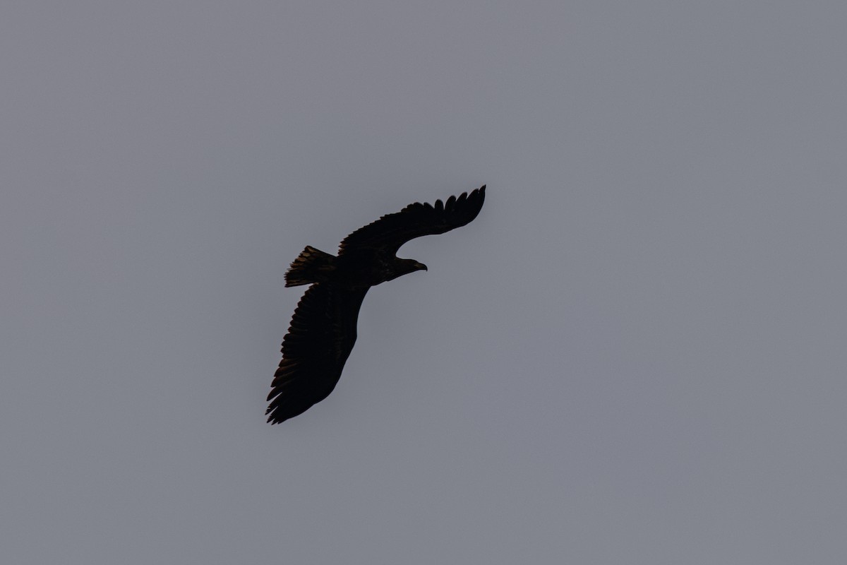 White-tailed Eagle - ML645737140