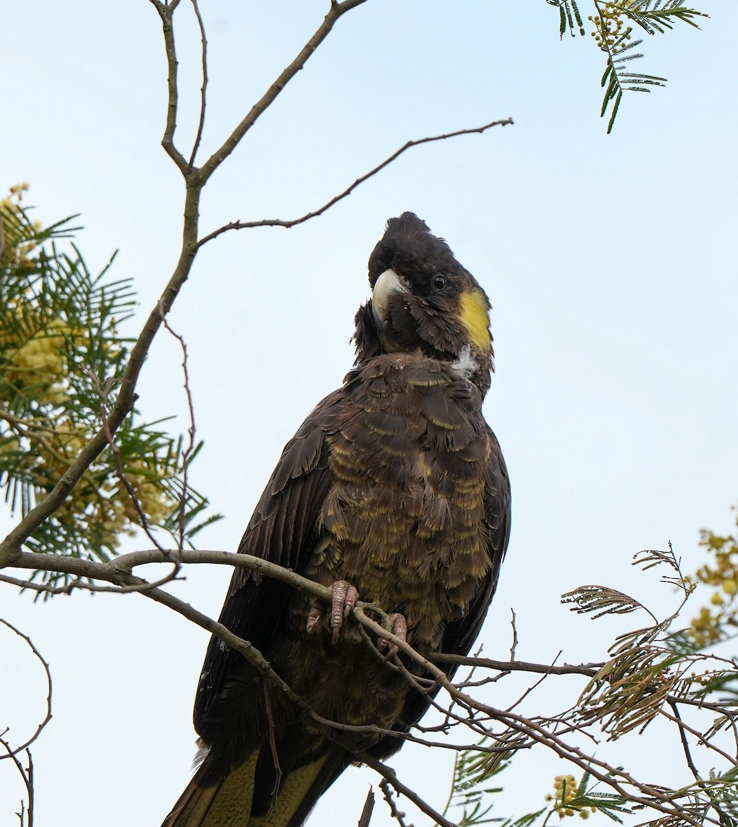 Yellow-tailed Black-Cockatoo - ML645737151