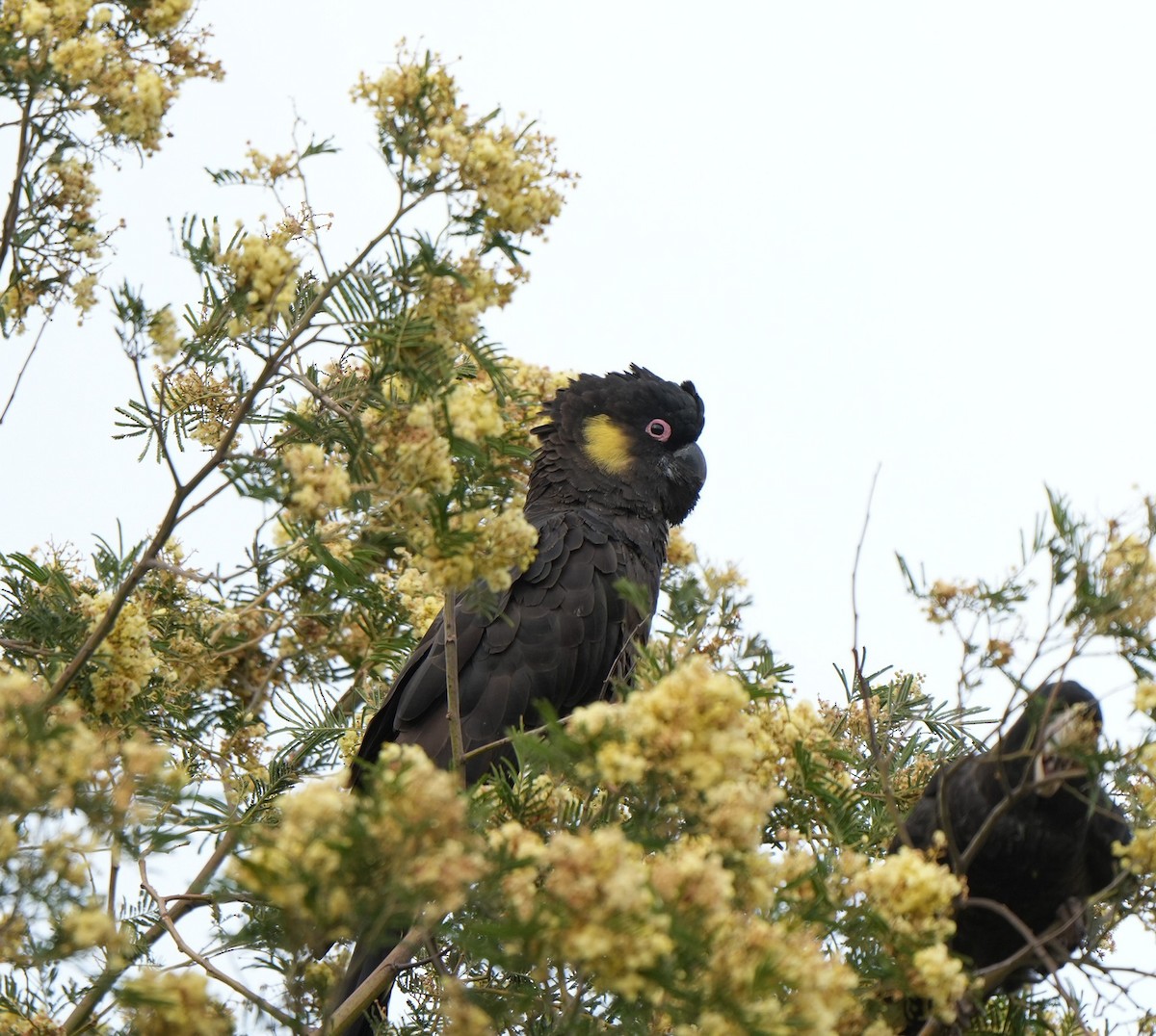 Yellow-tailed Black-Cockatoo - ML645737152