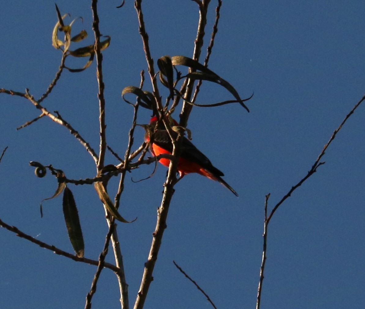Vermilion Flycatcher - ML645737156