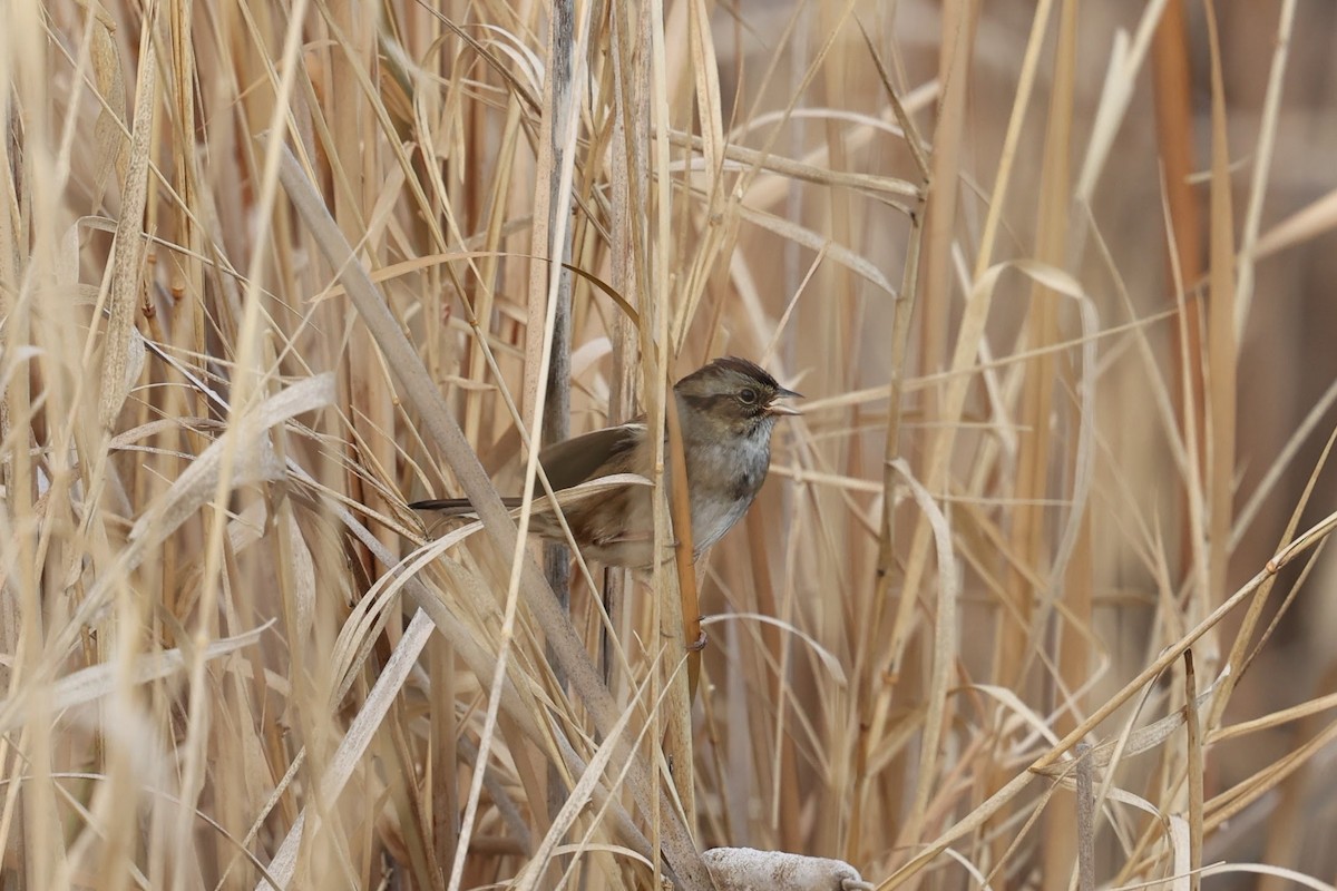 Swamp Sparrow - ML645737157