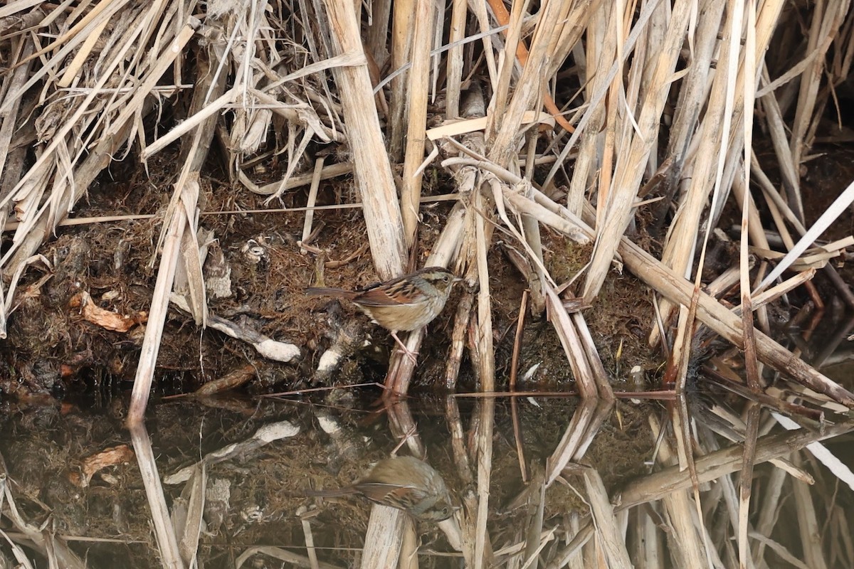 Swamp Sparrow - ML645737159