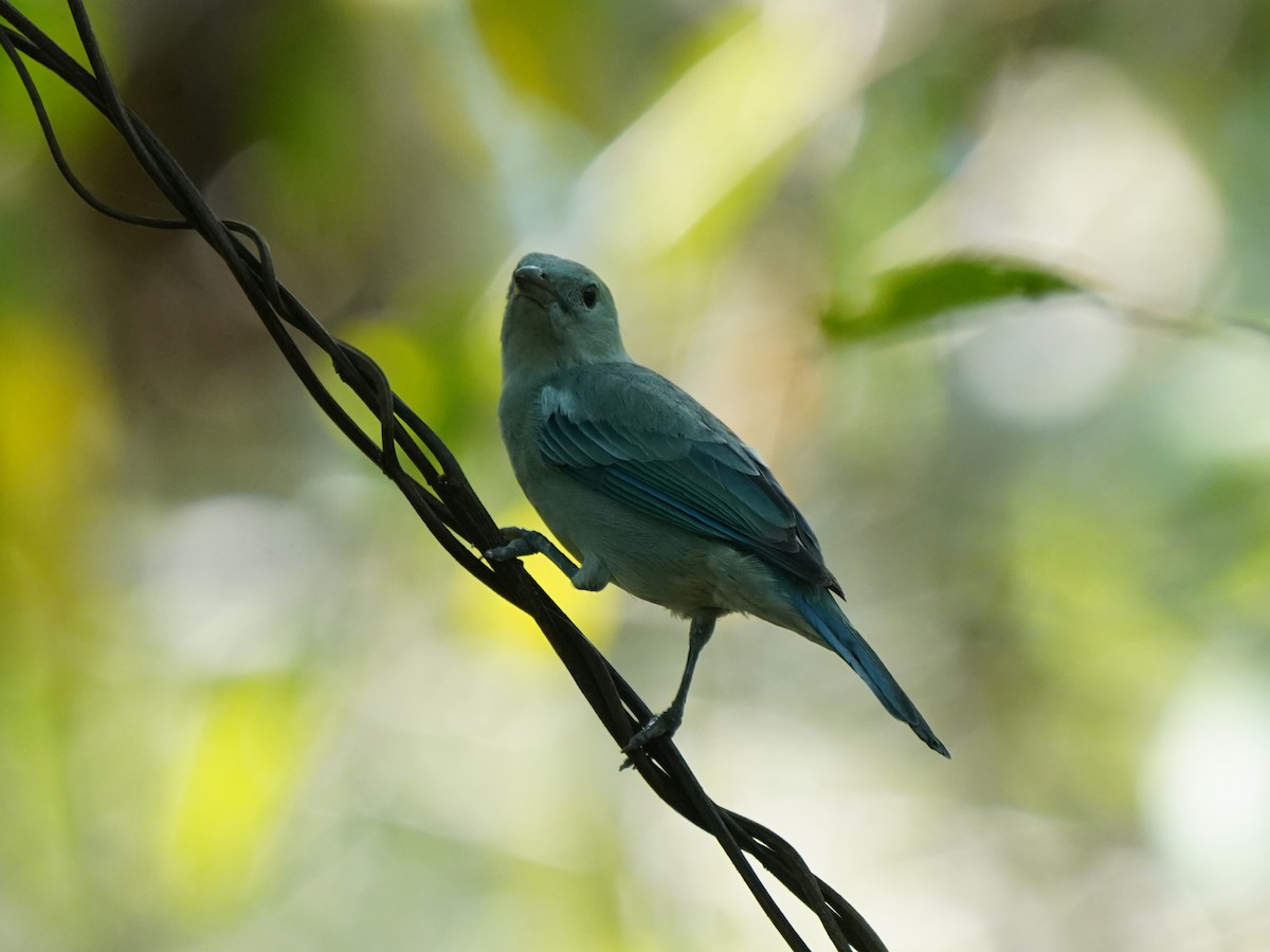 Blue-gray Tanager - ML645737162