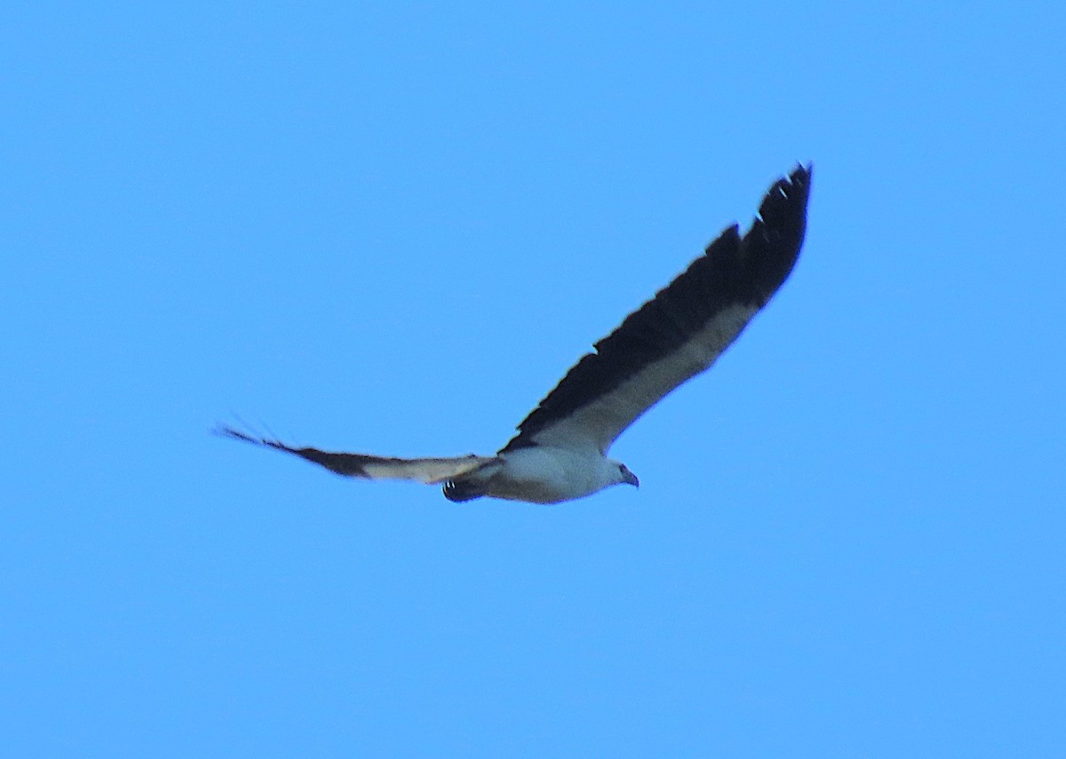 White-bellied Sea-Eagle - ML645737163