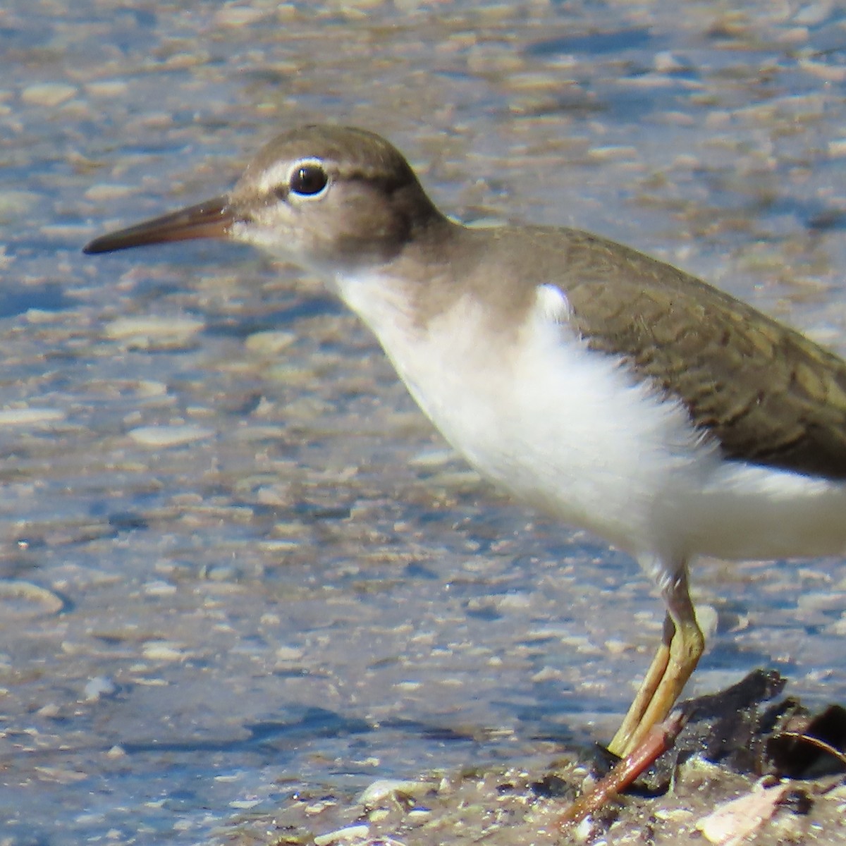 Spotted Sandpiper - ML645737164