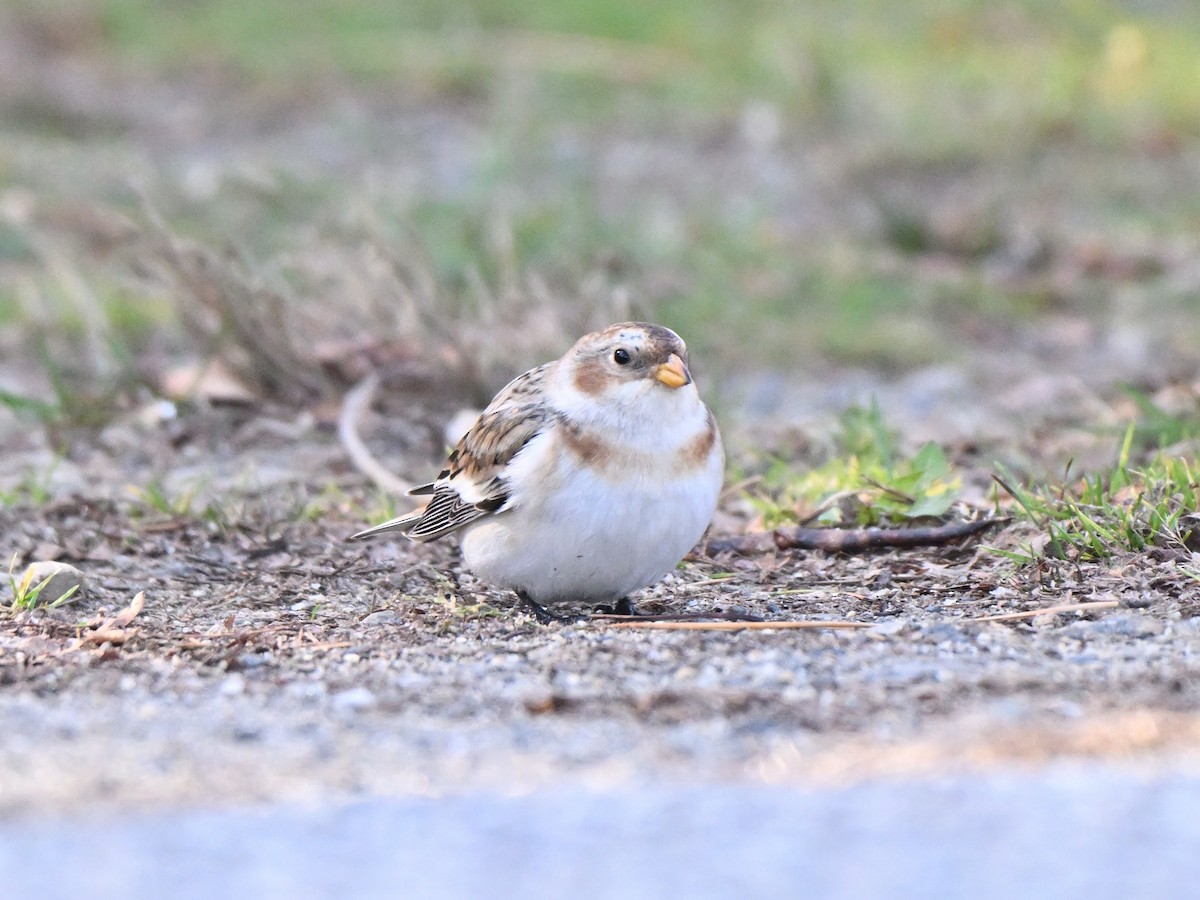 Snow Bunting - ML645737165