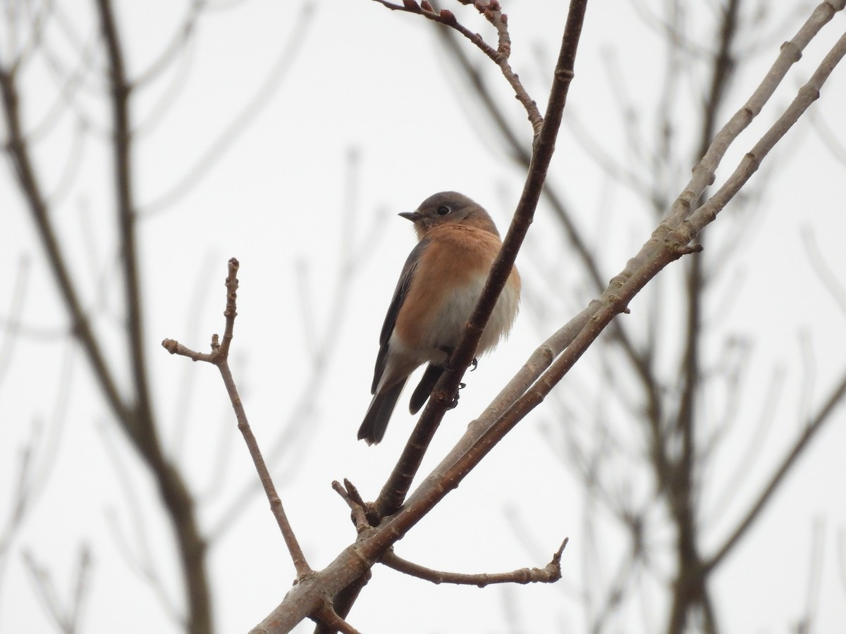 Eastern Bluebird - ML645737182