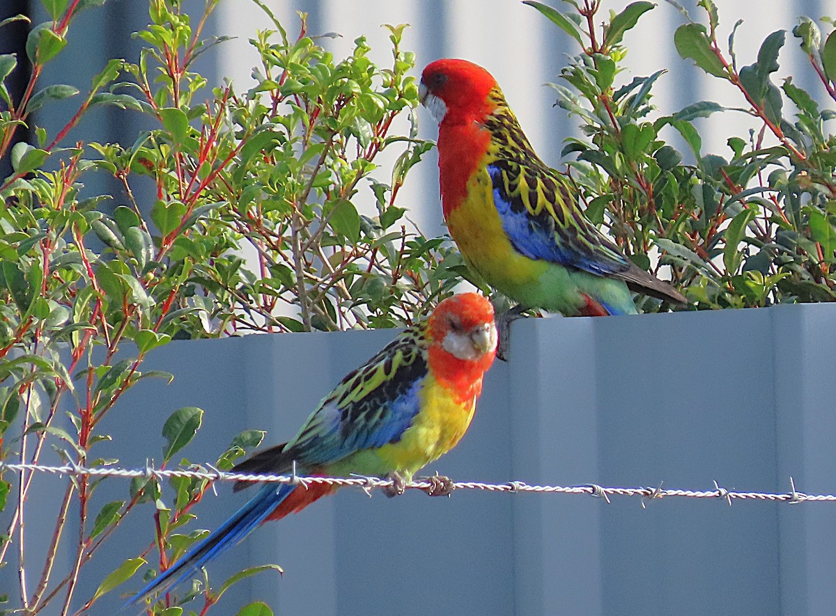 Eastern Rosella - ML645737188