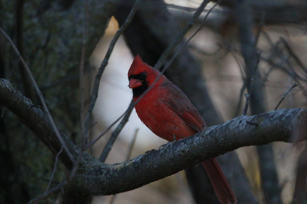 Northern Cardinal - ML645737192