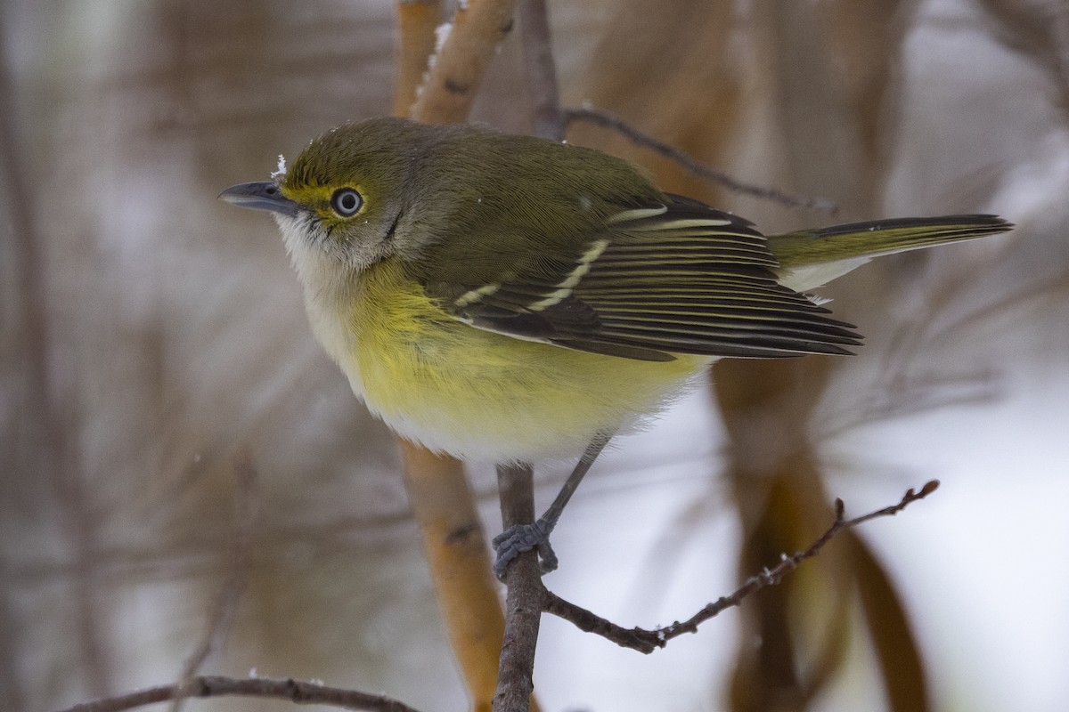 White-eyed Vireo - ML645737193