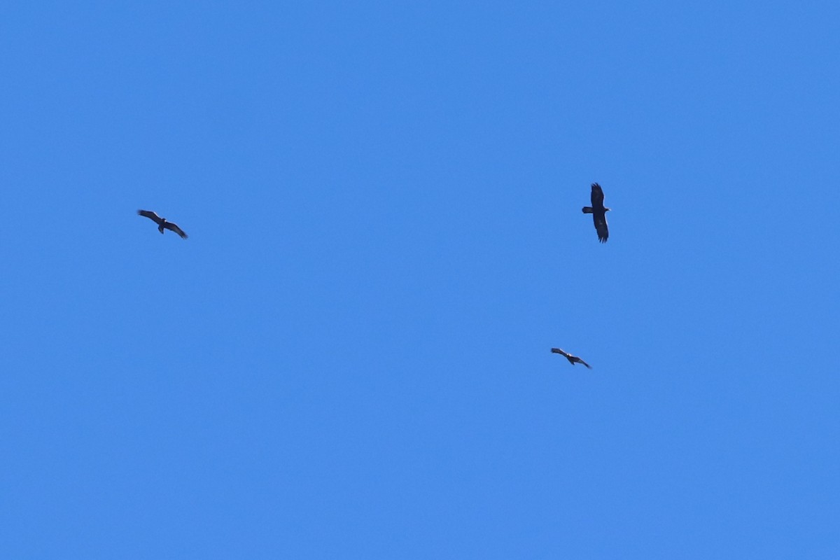 Golden Eagle - ML645737218