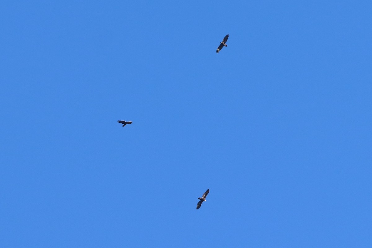 Golden Eagle - ML645737230