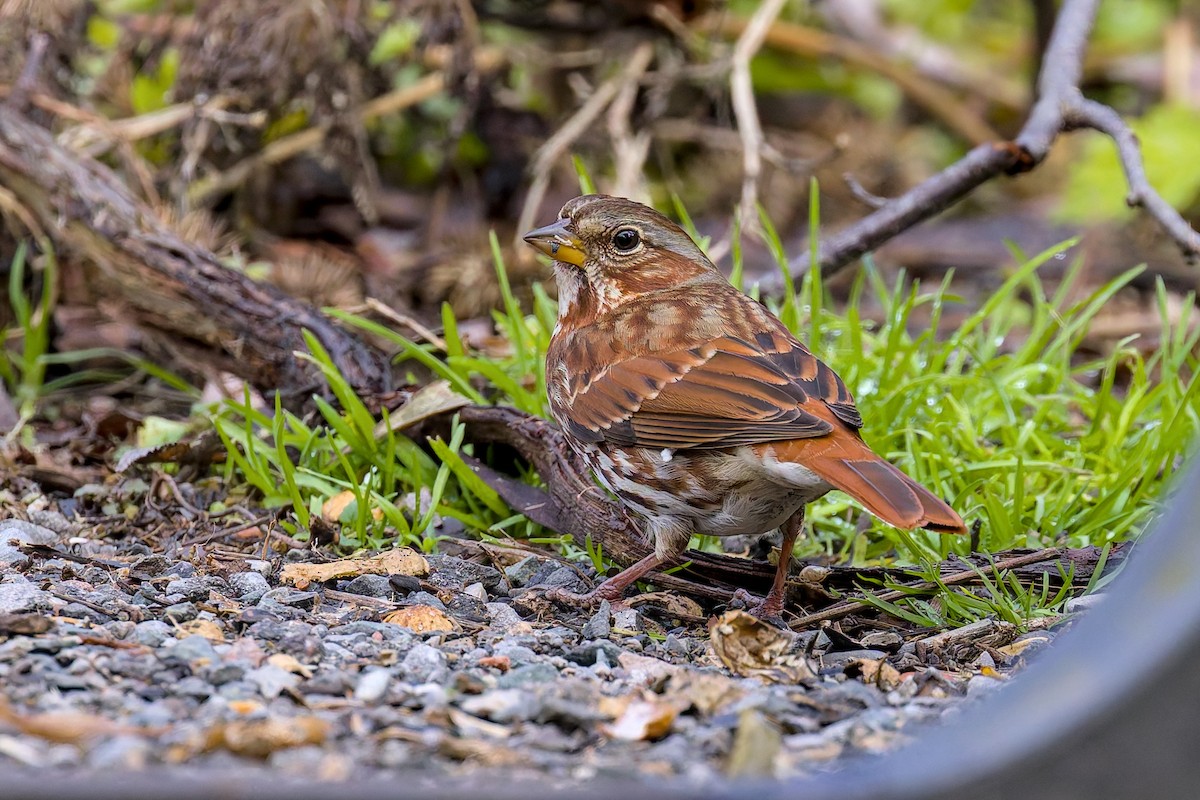Fox Sparrow (Red) - ML645737231