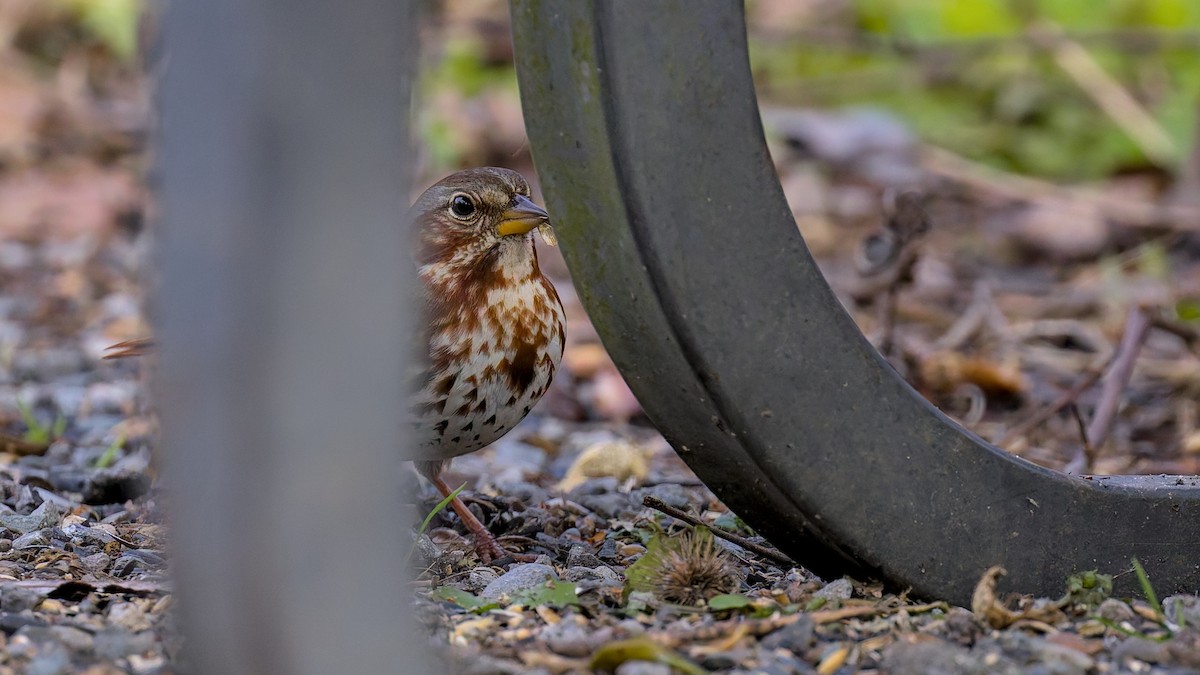 Fox Sparrow (Red) - ML645737242