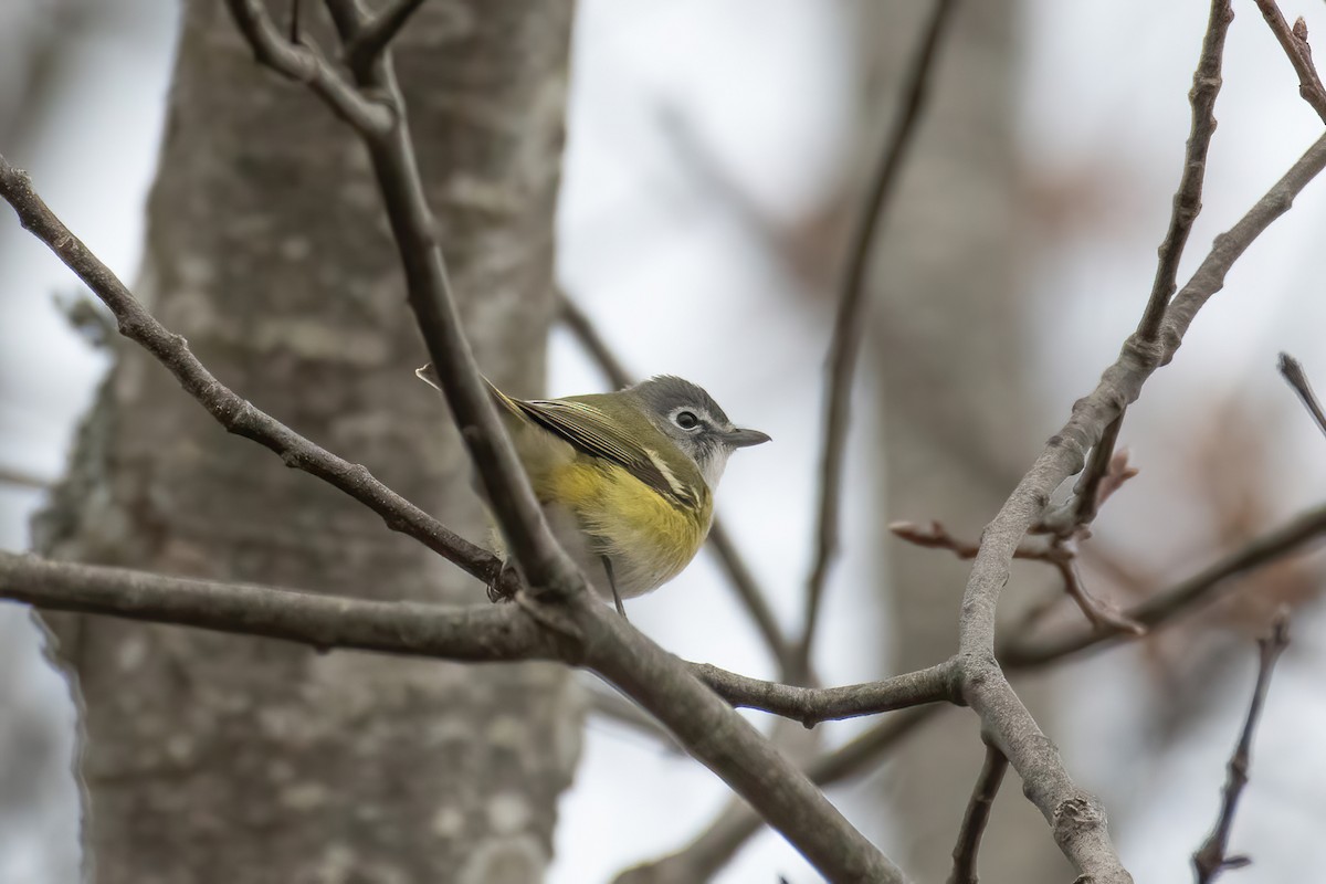 Blue-headed Vireo - ML645737250