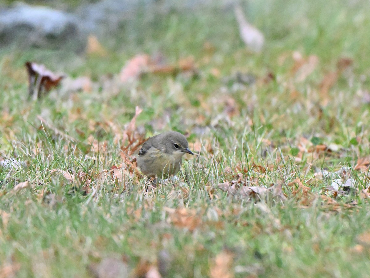 Pine Warbler - ML645737251