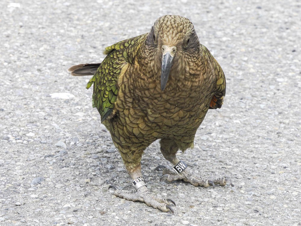 Kea - ML645737257