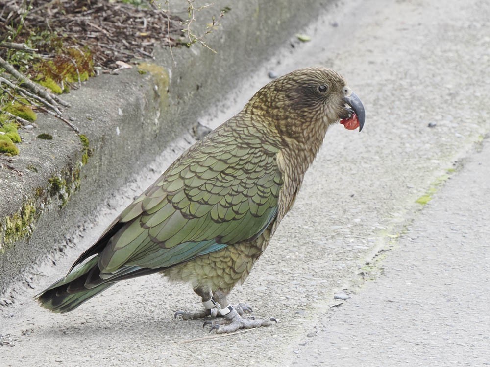 Kea - ML645737258