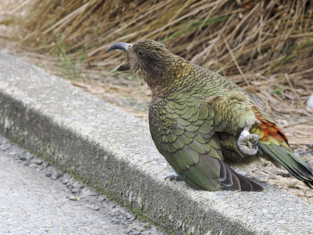 Kea - ML645737260
