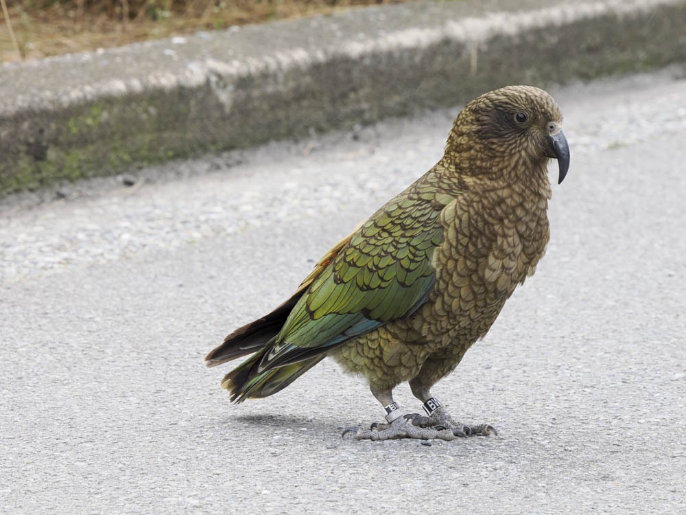 Kea - ML645737261