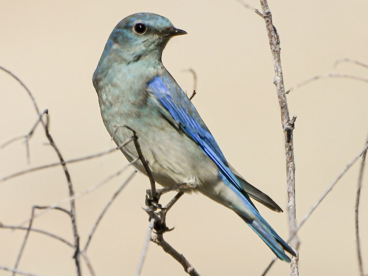 Mountain Bluebird - ML645737262