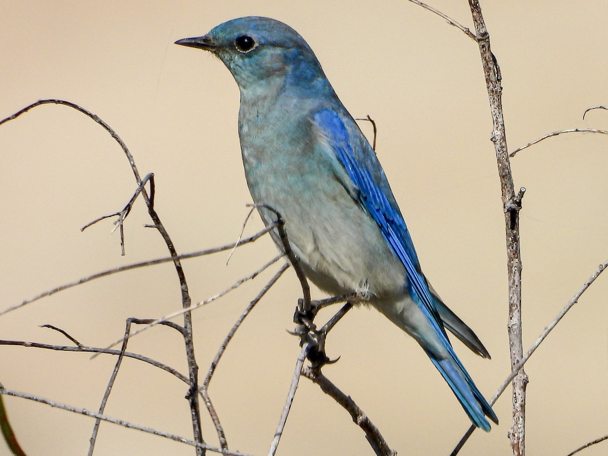 Mountain Bluebird - ML645737263