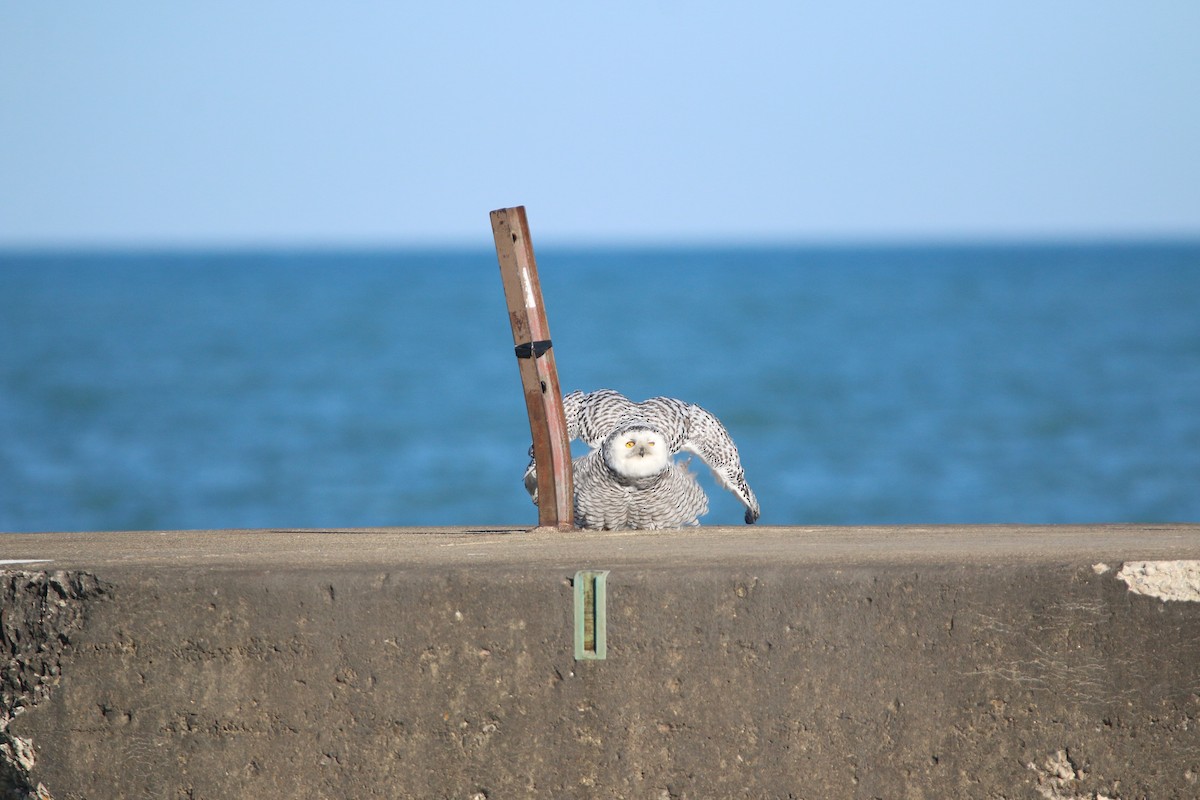 Snowy Owl - ML645737278