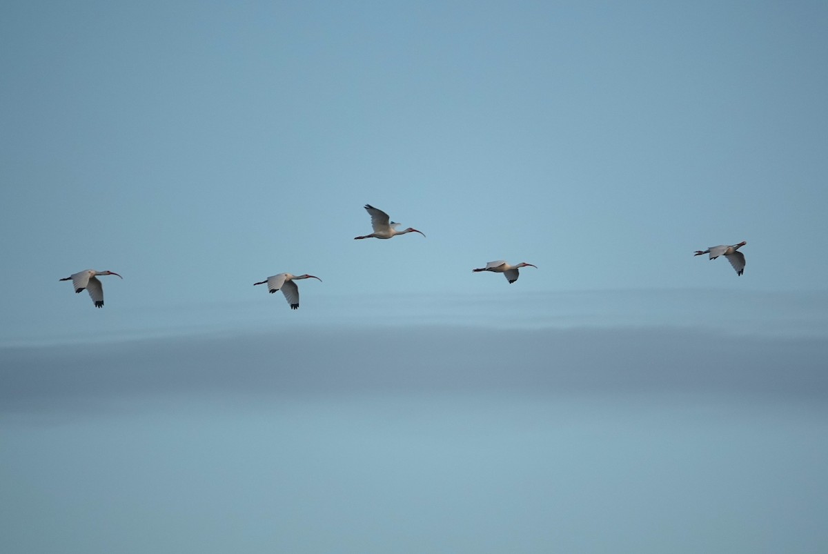 Corocoro Blanco - ML645737279