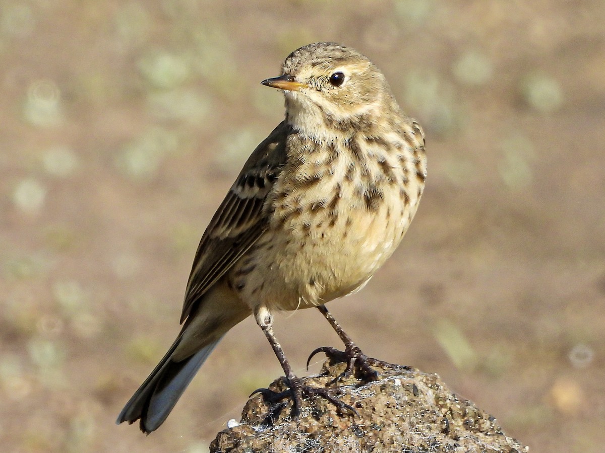 American Pipit - ML645737287