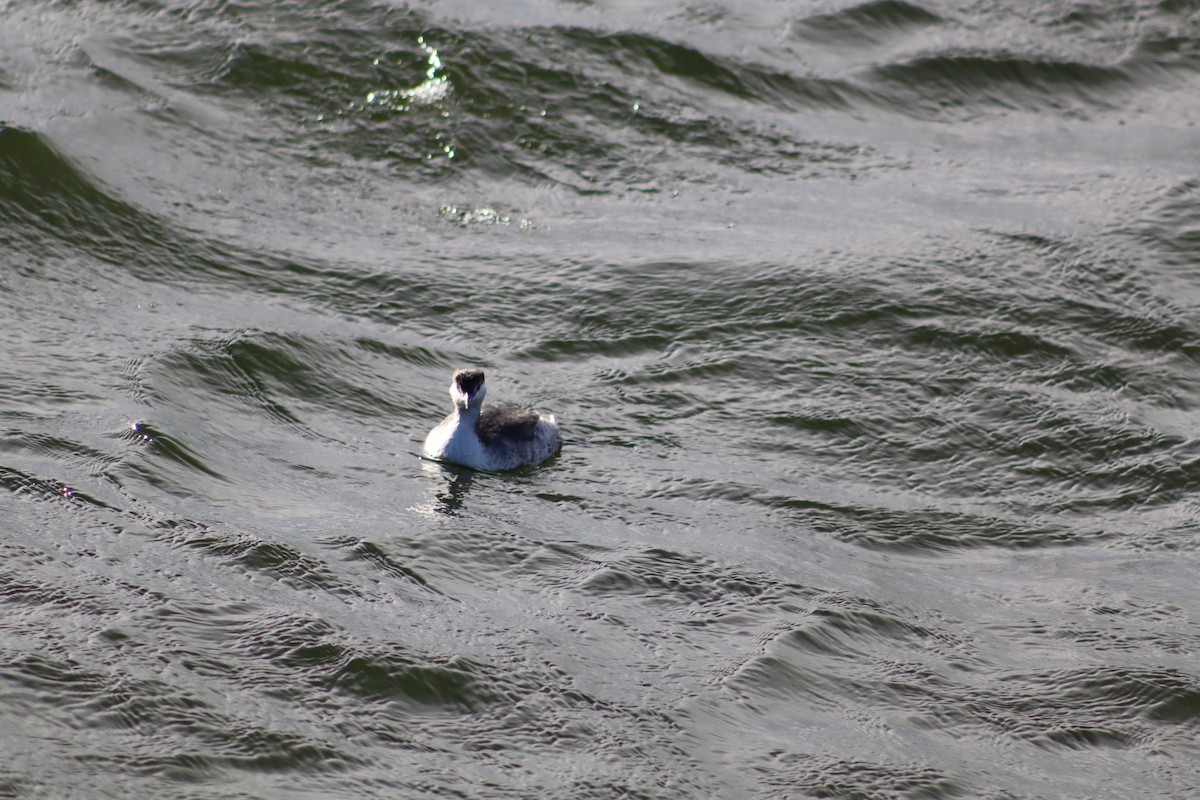 Horned Grebe - ML645737292