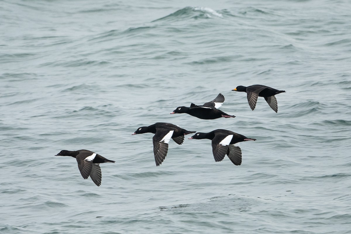 Black Scoter - ML645737296