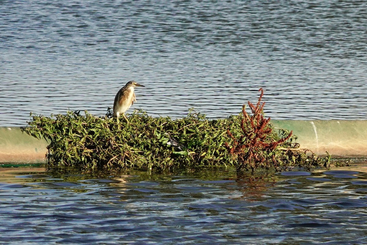 Squacco Heron - ML645737299