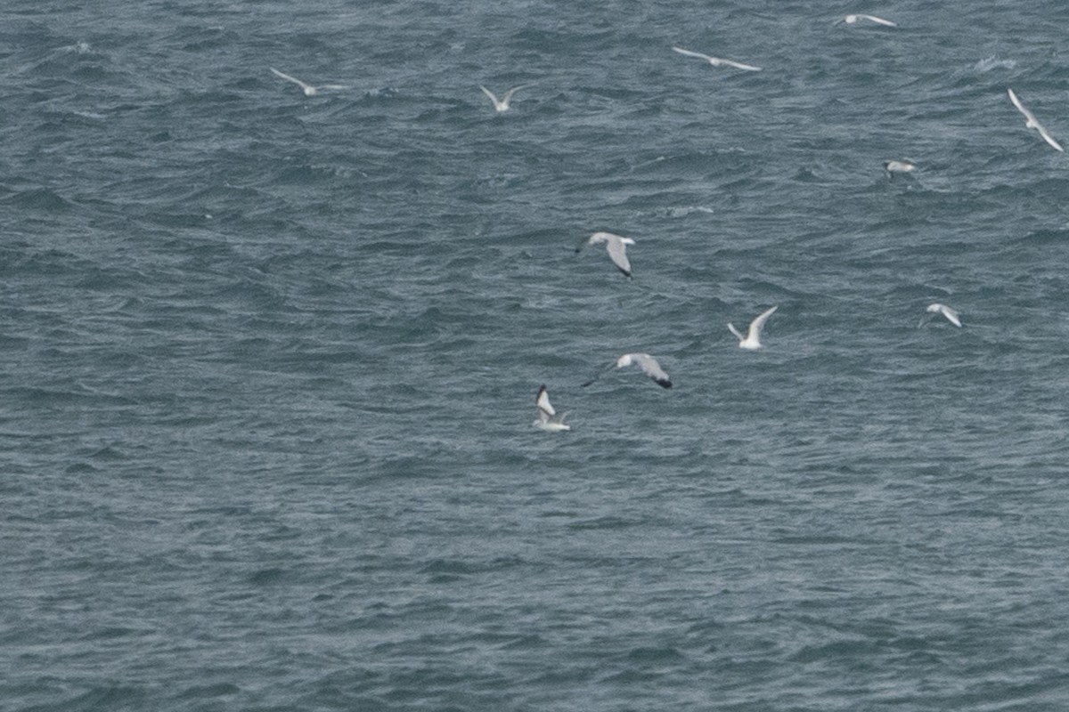 krykkje - ML645737301