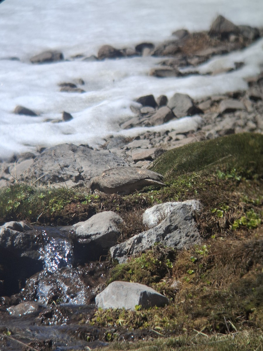 písečník rezavý - ML645737308