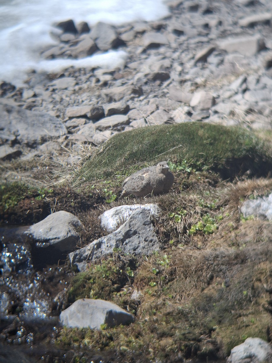 písečník rezavý - ML645737309