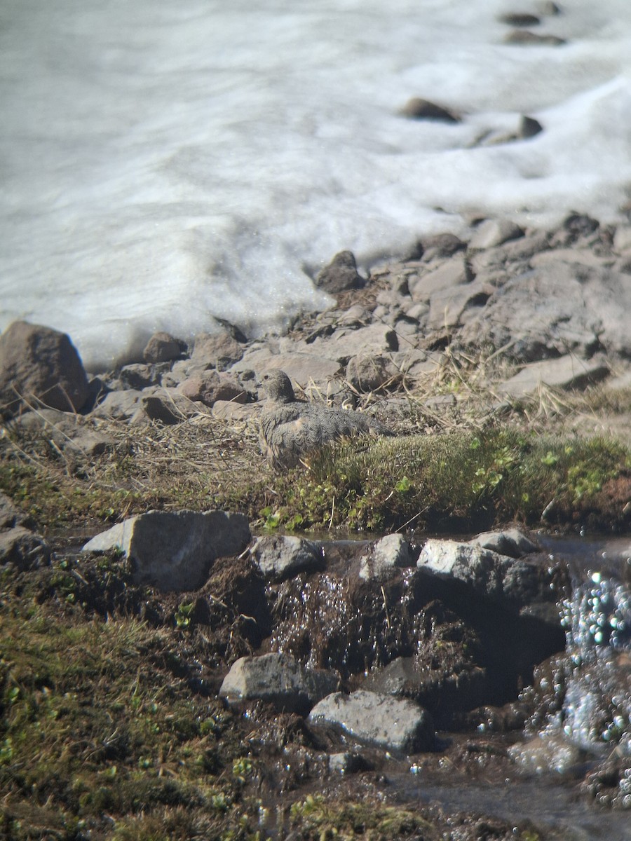 písečník rezavý - ML645737310