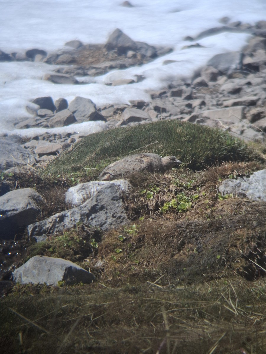 písečník rezavý - ML645737311