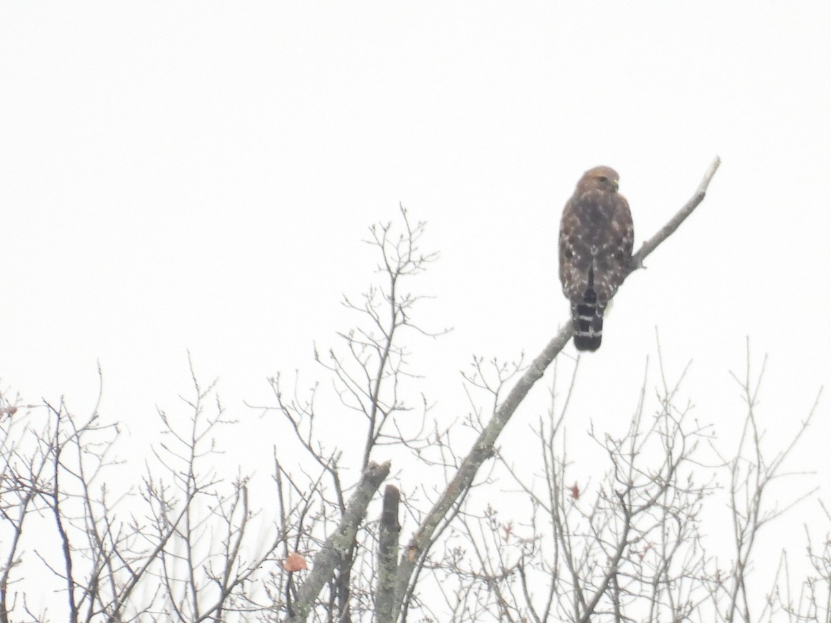 Red-shouldered Hawk - ML645737314