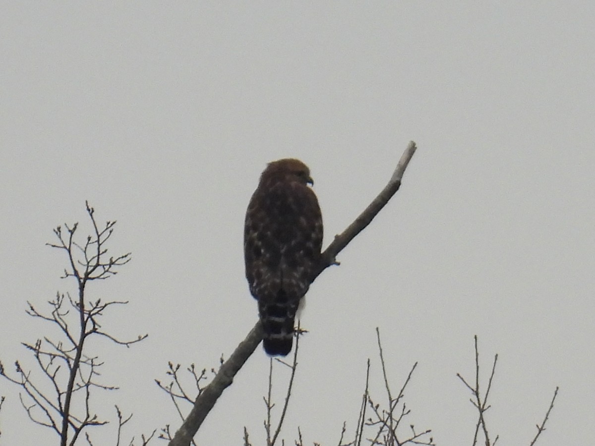 Red-shouldered Hawk - ML645737321
