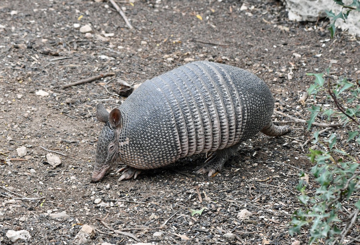 Nine-banded Armadillo - ML645737322