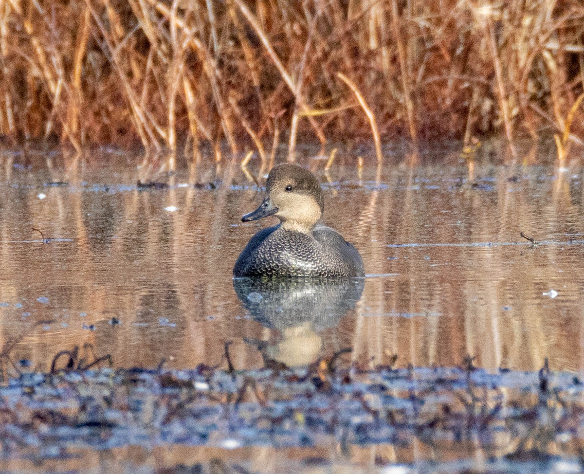 Gadwall - ML645737323