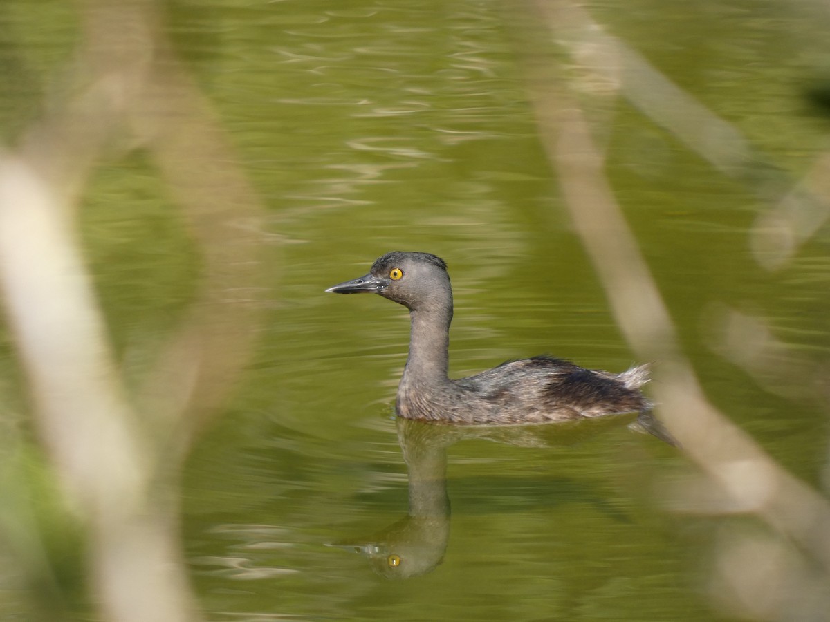 Least Grebe - ML645737324