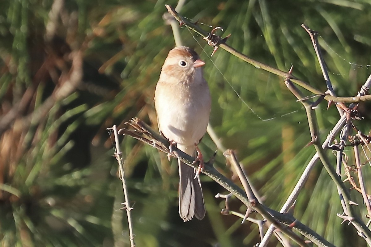 Field Sparrow - ML645737327