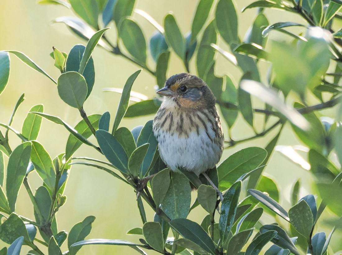 Saltmarsh Sparrow - ML645737331