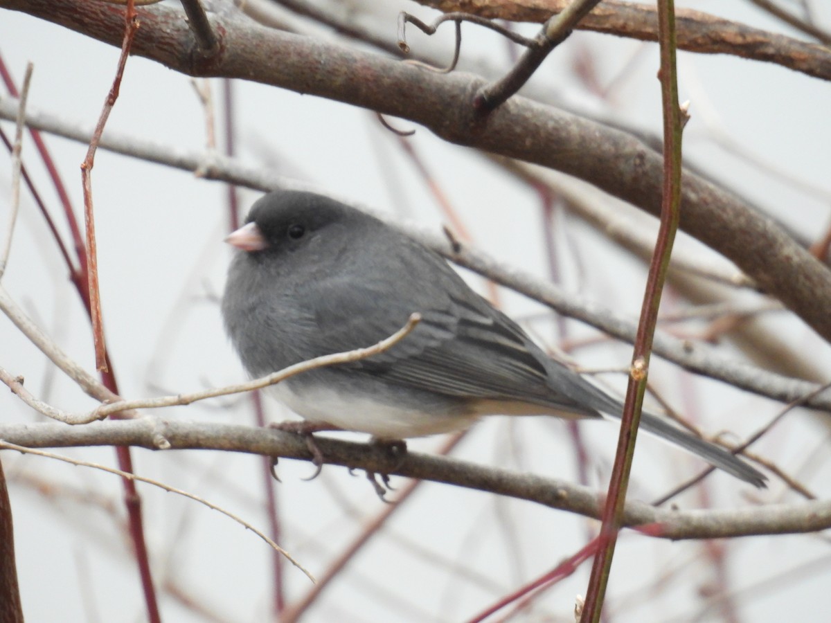 Dark-eyed Junco - ML645737333