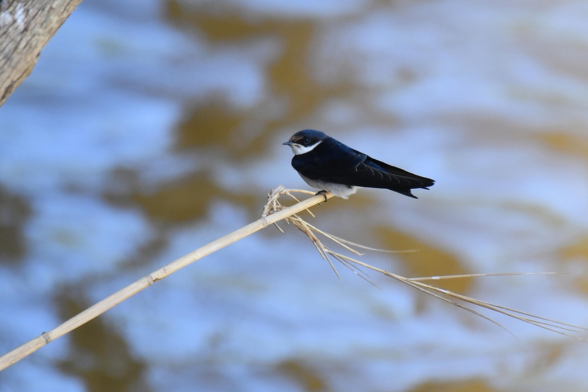 White-throated Swallow - ML645737335
