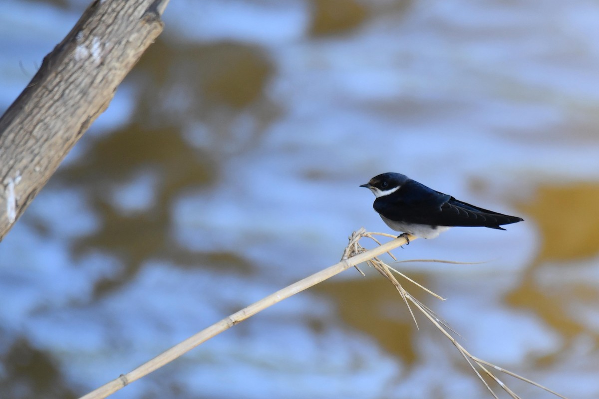 White-throated Swallow - ML645737336